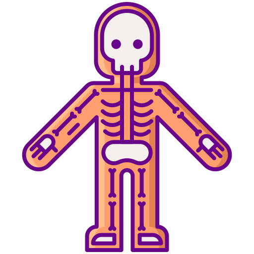 a human skeleton